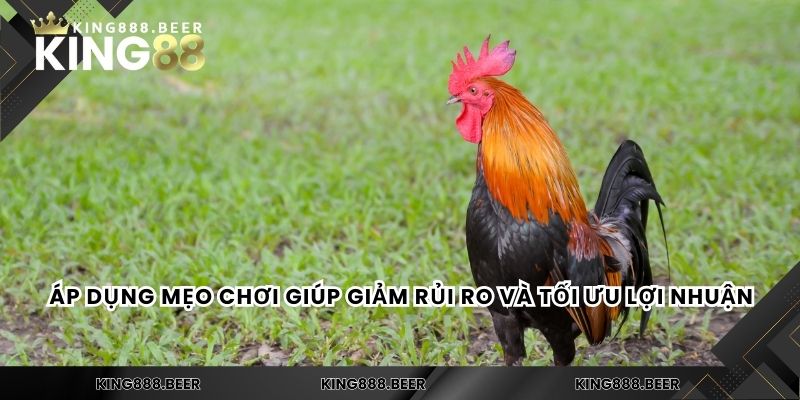 Áp dụng mẹo chơi giúp giảm rủi ro và tối ưu lợi nhuận