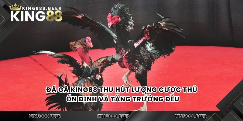 Đá gà KING88 thu hút lượng cược thủ ổn định và tăng trưởng đều