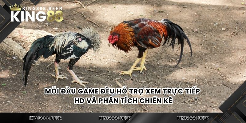 Mỗi đầu game đều hỗ trợ xem trực tiếp HD và phân tích chiến kê